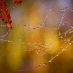 Webhoster