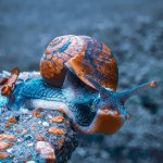 Finanzsituation (braune Schnecke auf Felsen)