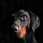 Geschäftsversicherungen (Uncropped dobermann face portrait, gently staring forwards and to the right)