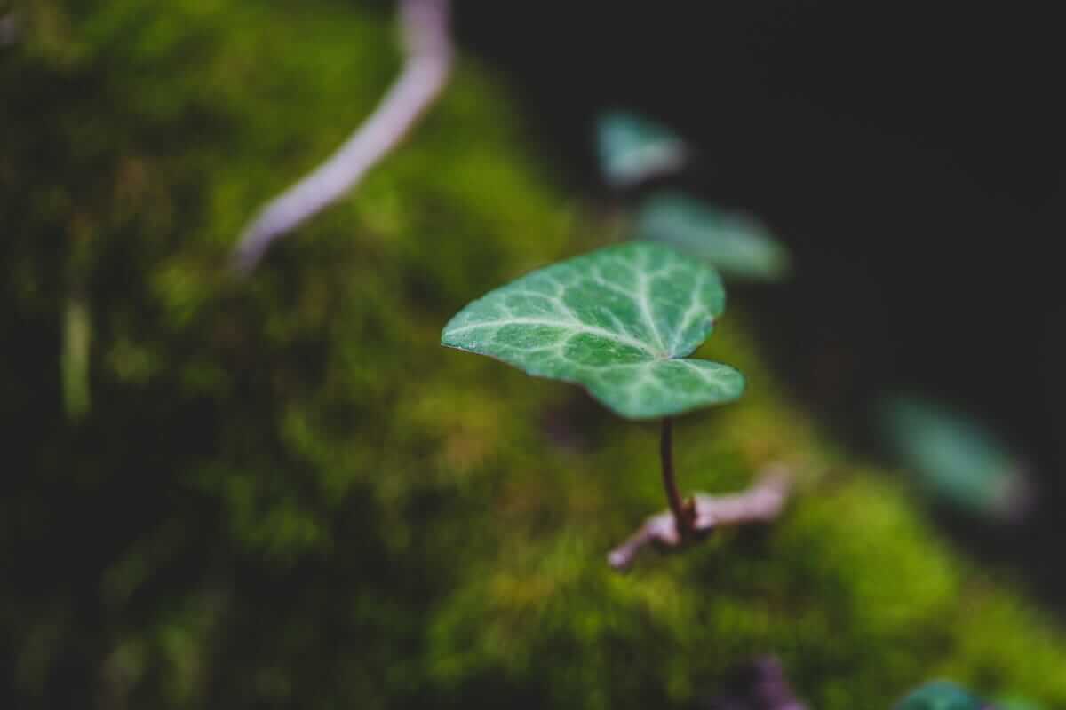 CSR (Ein einzelnes grünes Blatt auf einem kleinen Zweig vor moosigem Hintergrund – Sinnbild für nachhaltiges Wachstum, Verantwortung und ökologisches Bewusstsein im Unternehmen.)