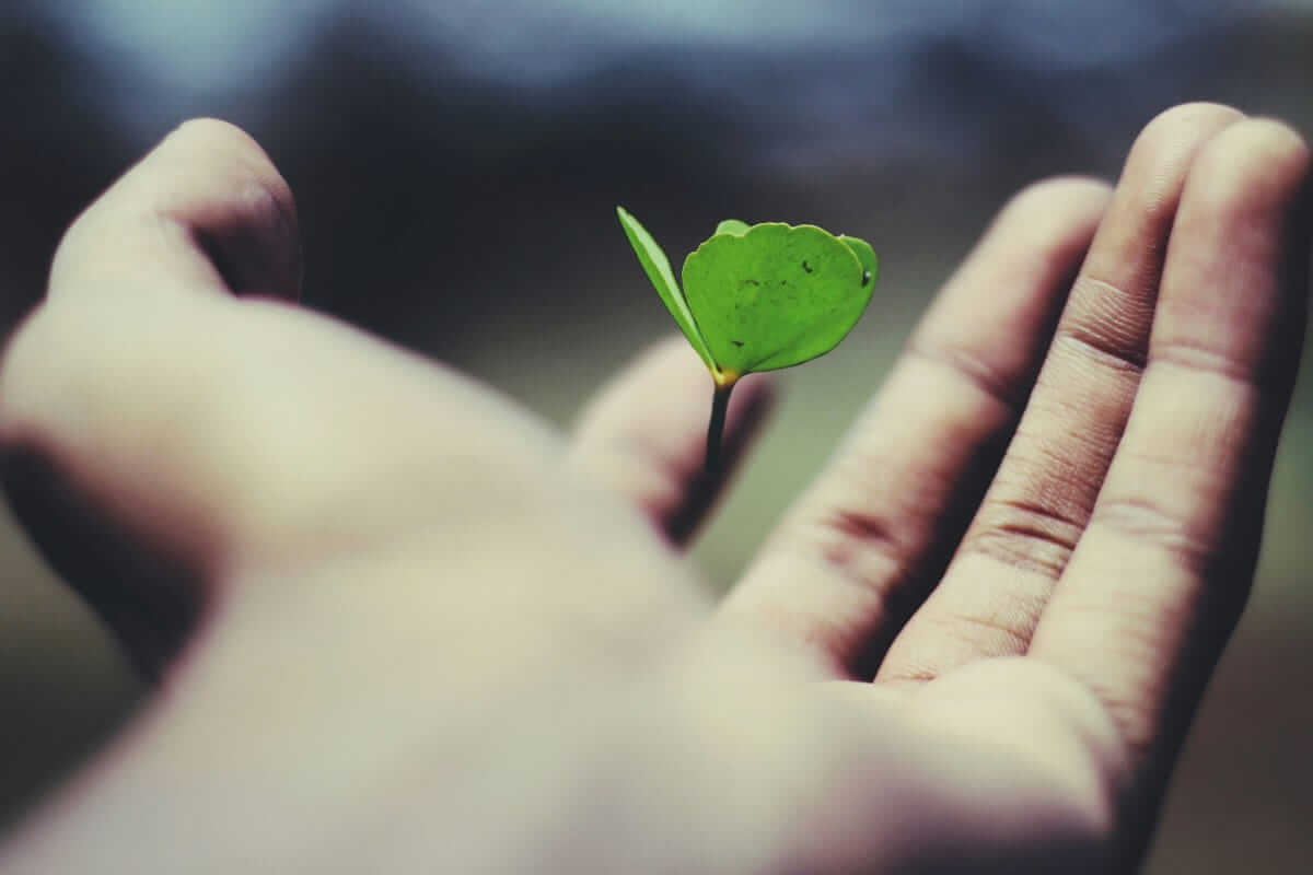 CSR (Eine offene Hand hält behutsam einen kleinen grünen Keimling – Symbol für Verantwortung, Nachhaltigkeit und wertebasiertes Unternehmertum.)