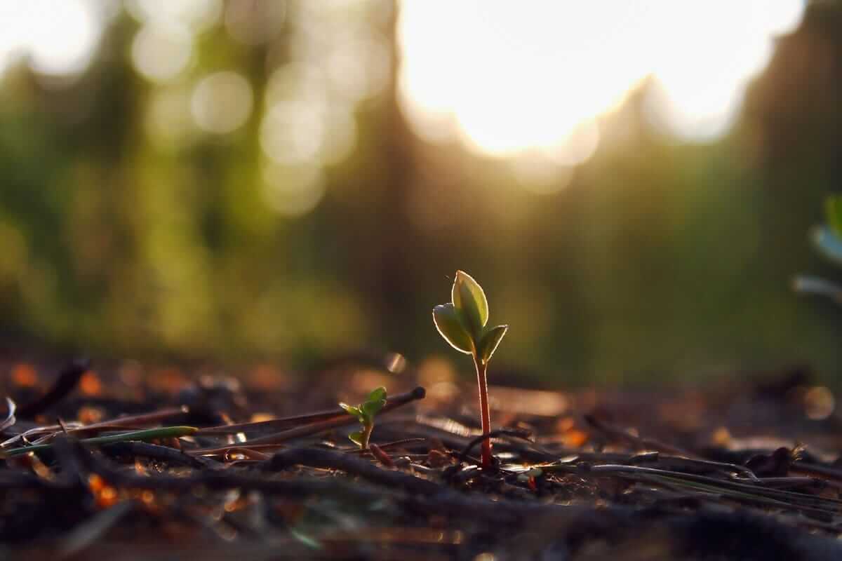 CSR (Ein zarter Pflanzentrieb wächst aus dem Waldboden, im Hintergrund leuchtet warmes Sonnenlicht – Symbol für Hoffnung, Neuanfang und nachhaltige Entwicklung.)
