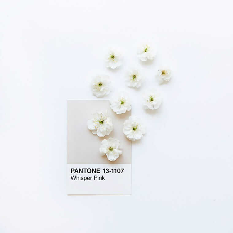 Branding / Pantone (Weiße Blüten, die locker auf einer Pantone-Farbkarte „Whisper Pink 13-1107“ arrangiert sind; minimalistisches, helles Branding-Motiv vor weißem Hintergrund.)