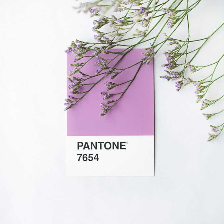 Branding / Pantone (Zarte violette Blüten, die locker über einer Pantone-Farbkarte „7654“ liegen; minimalistisches, helles Branding-Motiv vor weißem Hintergrund.)