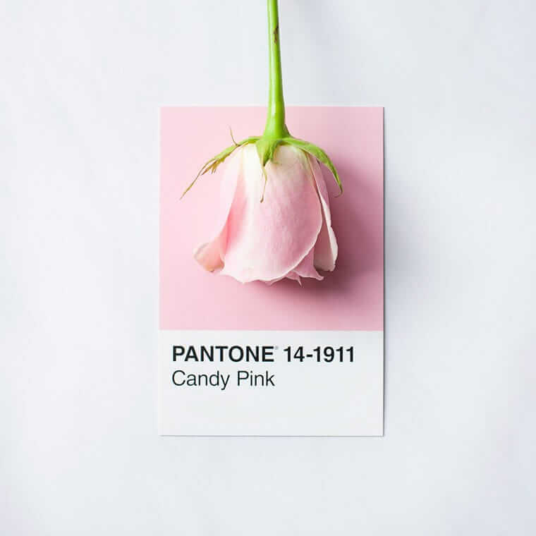 Branding / Pantone (Zartrosa Rose, die kopfüber auf einer Pantone-Farbkarte „Candy Pink 14-1911“ liegt; minimalistisches, ästhetisches Branding-Motiv vor weißem Hintergrund.)