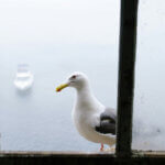 online sichtbar / Möwe sitzt vor einem Fenster, im Hintergrund verschwommen ein Schiff im Nebel – Bild für falsche Aufmerksamkeit trotz vorhandener Sichtbarkeit