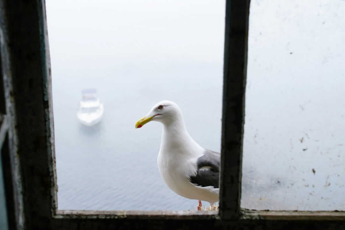 Warum viele Unternehmen online sichtbar sind – aber trotzdem keine Anfragen bekommen online sichtbar / Möwe sitzt vor einem Fenster, im Hintergrund verschwommen ein Schiff im Nebel – Bild für falsche Aufmerksamkeit trotz vorhandener Sichtbarkeit