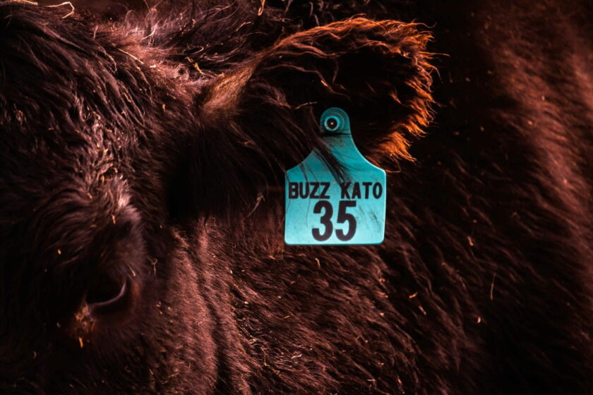 Wirtschafts-Identifikationsnummer / Nahaufnahme eines dunklen Rinds mit türkisem Ohrmarker mit der Aufschrift Buzz Kato 35