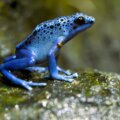 Blauer Pfeilfrosch auf einem Stein – visuelles Sinnbild für toxische Unternehmenskultur: auffällig, attraktiv und gefährlich zugleich.
