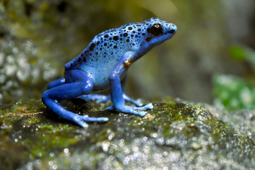 Blauer Pfeilfrosch auf einem Stein – visuelles Sinnbild für toxische Unternehmenskultur: auffällig, attraktiv und gefährlich zugleich.