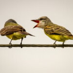Zwei Vögel auf einem Draht – einer wendet sich ab, der andere öffnet den Schnabel: Sinnbild für das Gespräch, das Empfehlungen auslöst.