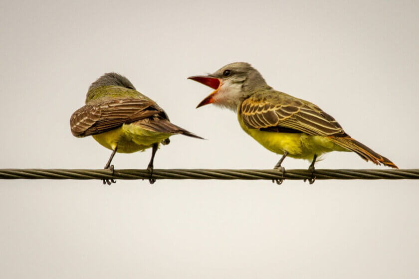 Zwei Vögel auf einem Draht – einer wendet sich ab, der andere öffnet den Schnabel: Sinnbild für das Gespräch, das Empfehlungen auslöst.